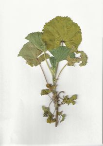 Herbarium_Malva Parviflora.jpg