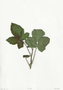 Herbarium_ Rubus_.jpg